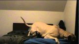Ο σκύλος λατρεύει το κρεβάτι