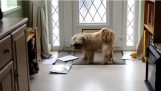 Pas mrzi poštar
