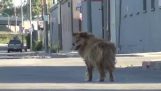 O resgate de um cão de rua com a ajuda do Google Maps