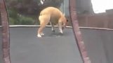 Gymnastics demonstration by a bulldog