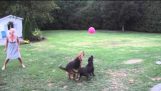 Doi câini și un balon