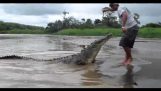 По грешен начин за изхранване на крокодил