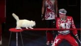 Cirkus s mačkami v Rusku