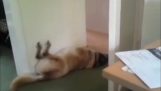 When dogs sleep…
