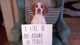Το βίντεο της ντροπής για έναν σκύλο