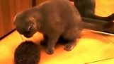 Hasznos kiegészítők macskák: A sündisznó