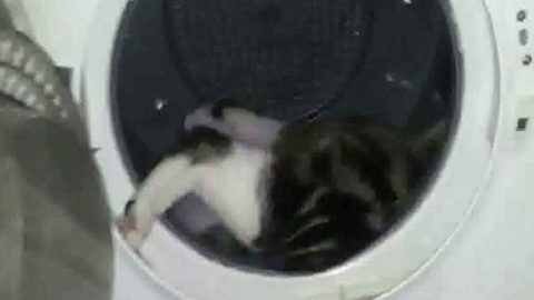 彼は、洗濯機で猫を入れて、6ヶ月の懲役を支払っ