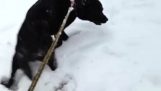 Ένας σκύλος απολαμβάνει το πρώτο χιόνι