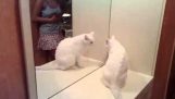Un chat fou dans le miroir