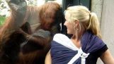 Keď orangutan stretol dieťa