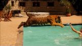一只老虎在一起游泳