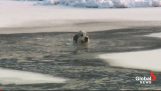 在冰凍的河面的狗救援