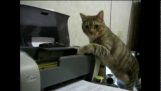 Koty kontra drukarki