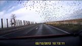 Obrovské kŕdeľ vtákov na diaľnici