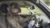 Μπορεί ένας σκύλος να οδηγήσει;