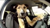O primeiro cão no carro líder mundial