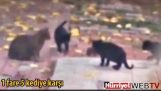 Odważny szczur stawia pięć kotów