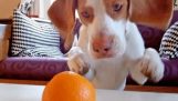 Собака і помаранчевий