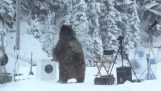 Niedźwiedź i podkładki