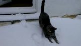 Când pisica a fugit în zăpadă