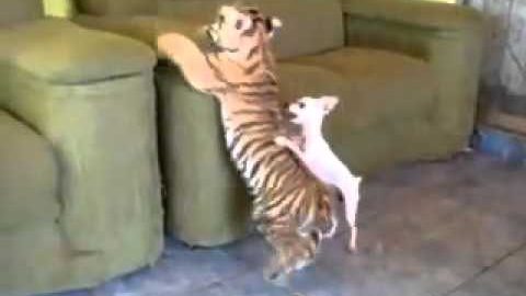 conspiración Perversión Enseñando Tigre vs Chihuahua | VideoMan