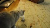 Kočka a jogurt