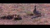 Sinisorsa vs hyeenat