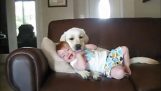 Koirat ja vauvat