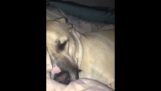 Wenn ein Hund schnarcht