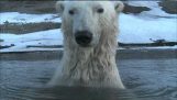 Espiando a los osos polares