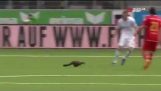 Weasel interrupts football match and biting players