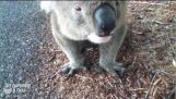 Biker susamış bir Koala karşılamaktadır.