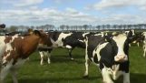 Onnellinen lehmät