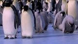 The blunders of penguins