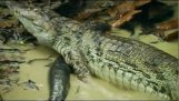 Крокодил против Электрический угорь