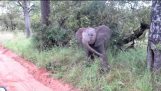 Den lille vill elefanten