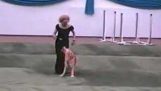 Χορογραφία με ένα σκύλο