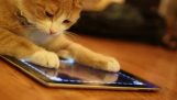 Τα ζώα παίζουν στο iPad