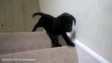 小狗和楼梯