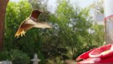 Kolibrie in slow motion