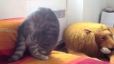 Επίδειξη ακροβατικών από μια γάτα νίντζα
