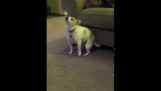 Il cane è ballare con "Shake che"