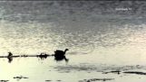 Kačice can chodiť po vode