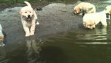 The first swimming