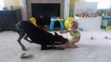 Ребенок и доберманов играть вместе