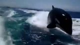 Killer whales follow a cruiser