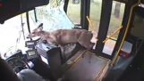 A deer on the bus