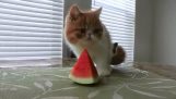 The kitten and the watermelon