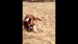Σκύλος δοκιμάζει ένα λάιμ