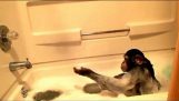 Şempanze bir banyo yapar
